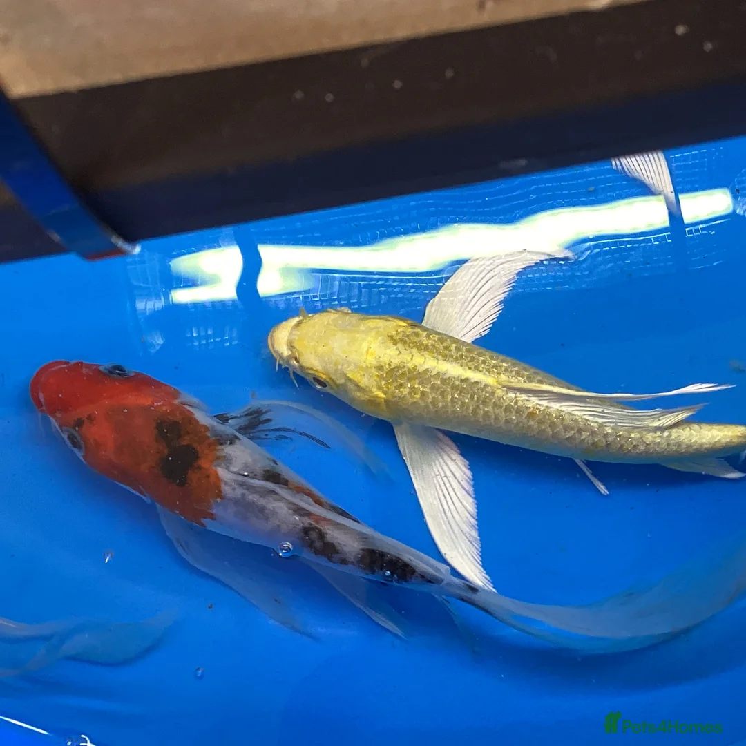 Koi Carp fish for sale: Large Selection of Koi and Butterfly Koi Carp - Advert 13