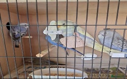 Budgerigars birds for sale: budgies for sale - Image 2