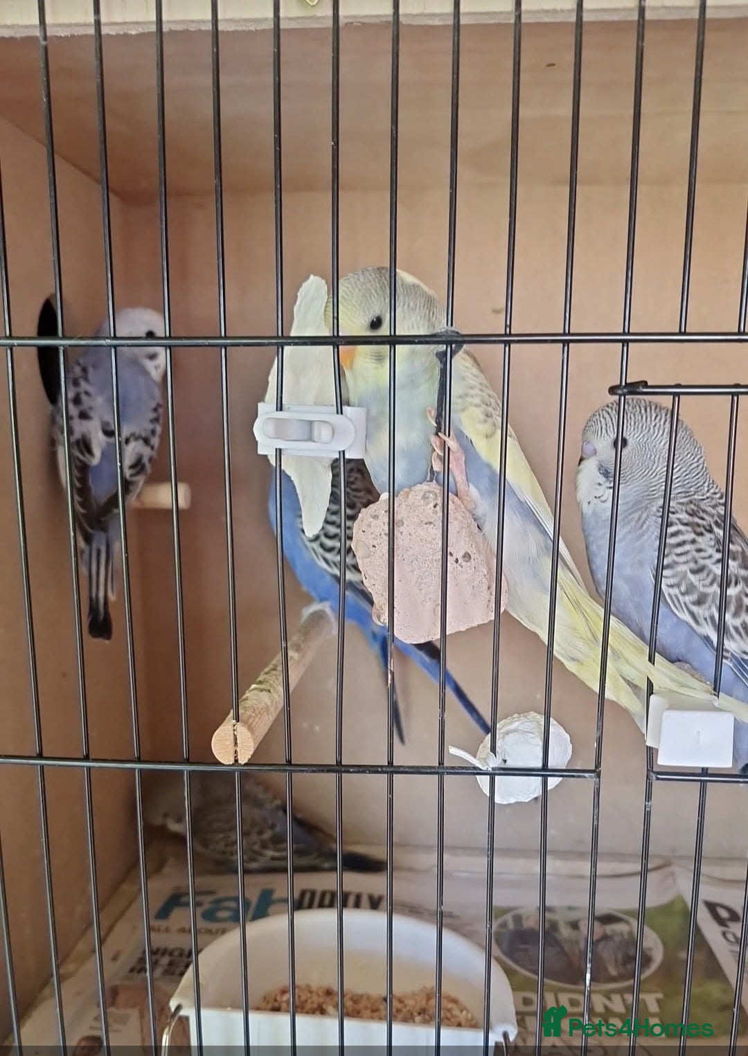 Budgerigars birds for sale: budgies for sale - Image 2