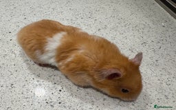 Hamster rodents for sale: Stunning home-bred Syrian hamster pups  - Image 3