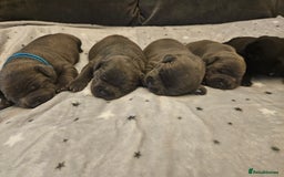 Staffordshire Bull Terrier dogs for sale: Stunning litter of Blue & Black Puppies - Advert 1