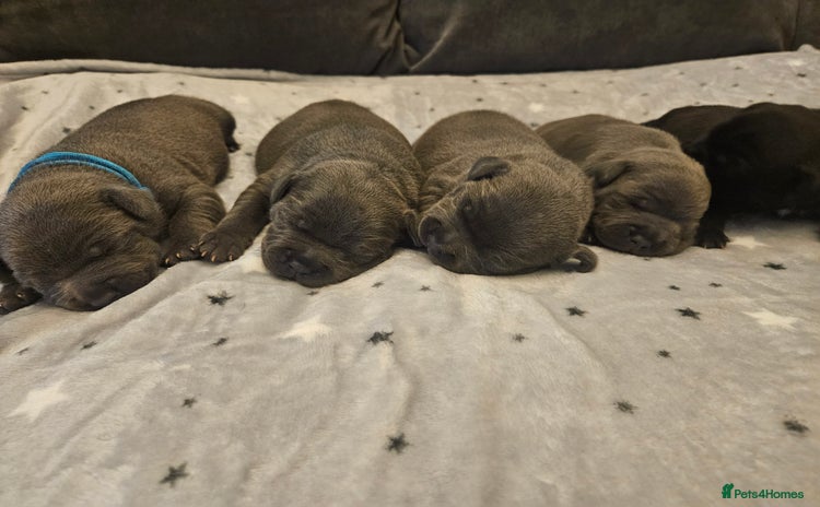Staffordshire Bull Terrier dogs Stunning litter of Blue & Black Puppies - Advert 1