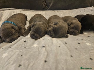 Staffordshire Bull Terrier dogs Stunning litter of Blue & Black Puppies - Advert 5