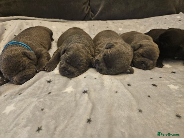 Staffordshire Bull Terrier dogs Stunning litter of Blue & Black Puppies - Advert 1