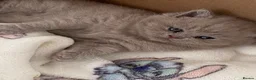 British Shorthair cats for sale: Gccf reg health tested British kittens  - Advert 1