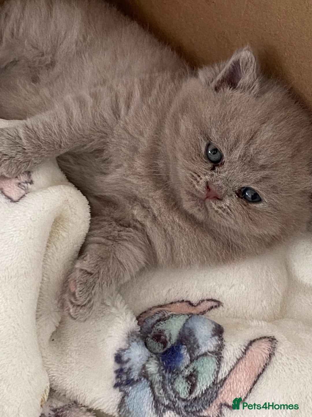 British Shorthair cats for sale: Gccf reg health tested British kittens  - Advert 1