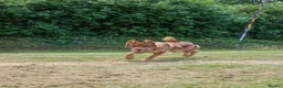 German Shepherd dogs for sale: 🍂 autumn our beautiful KC liver tan girl - Advert 6
