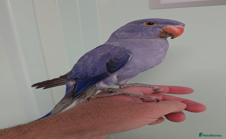 Ringnecks birds - Advert 2