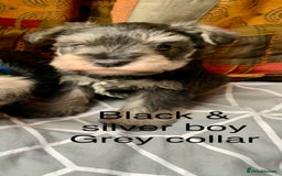 Miniature Schnauzer dogs for sale: Miniature Schnauzer pups - Image 6