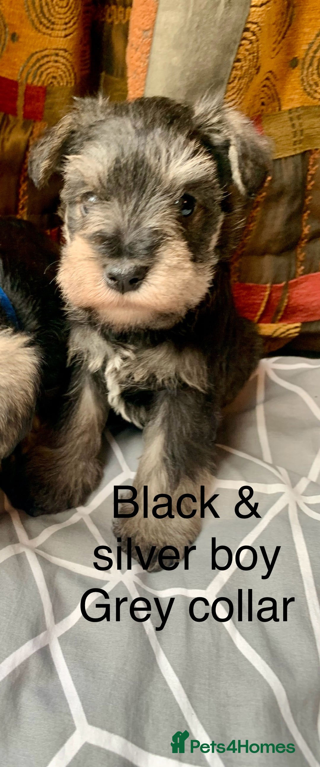 Miniature Schnauzer dogs for sale: Miniature Schnauzer pups - Image 6