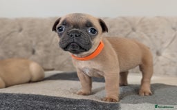 French Bulldog dogs for sale: French bulldog puppy's  - Image 9