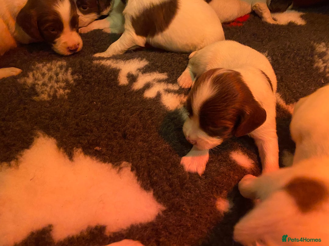 English Springer Spaniel dogs for sale: Springer Spaniel Puppies - Advert 6
