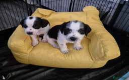 Mixed Breed dogs for sale: 2 beautiful babies - Image 5