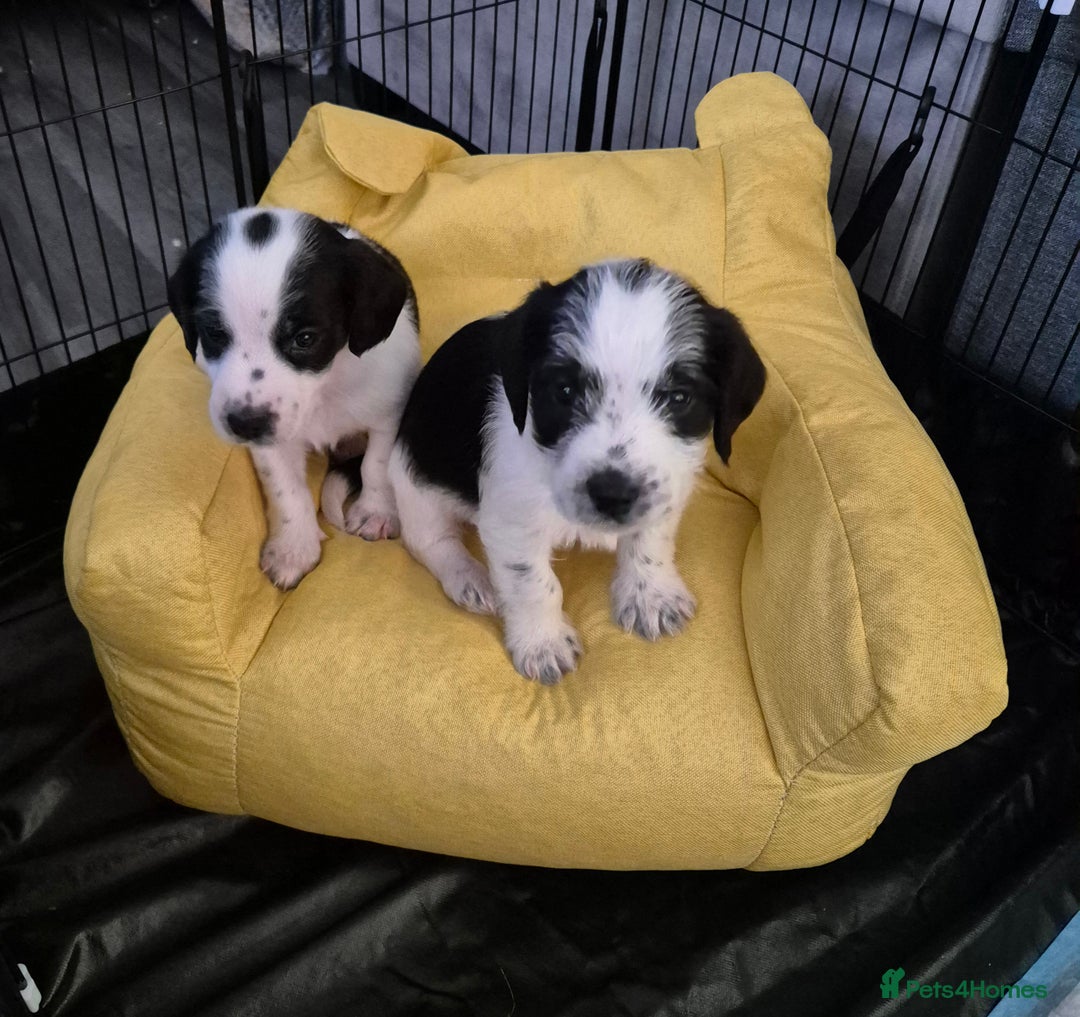 Mixed Breed dogs for sale: 2 beautiful babies - Image 5