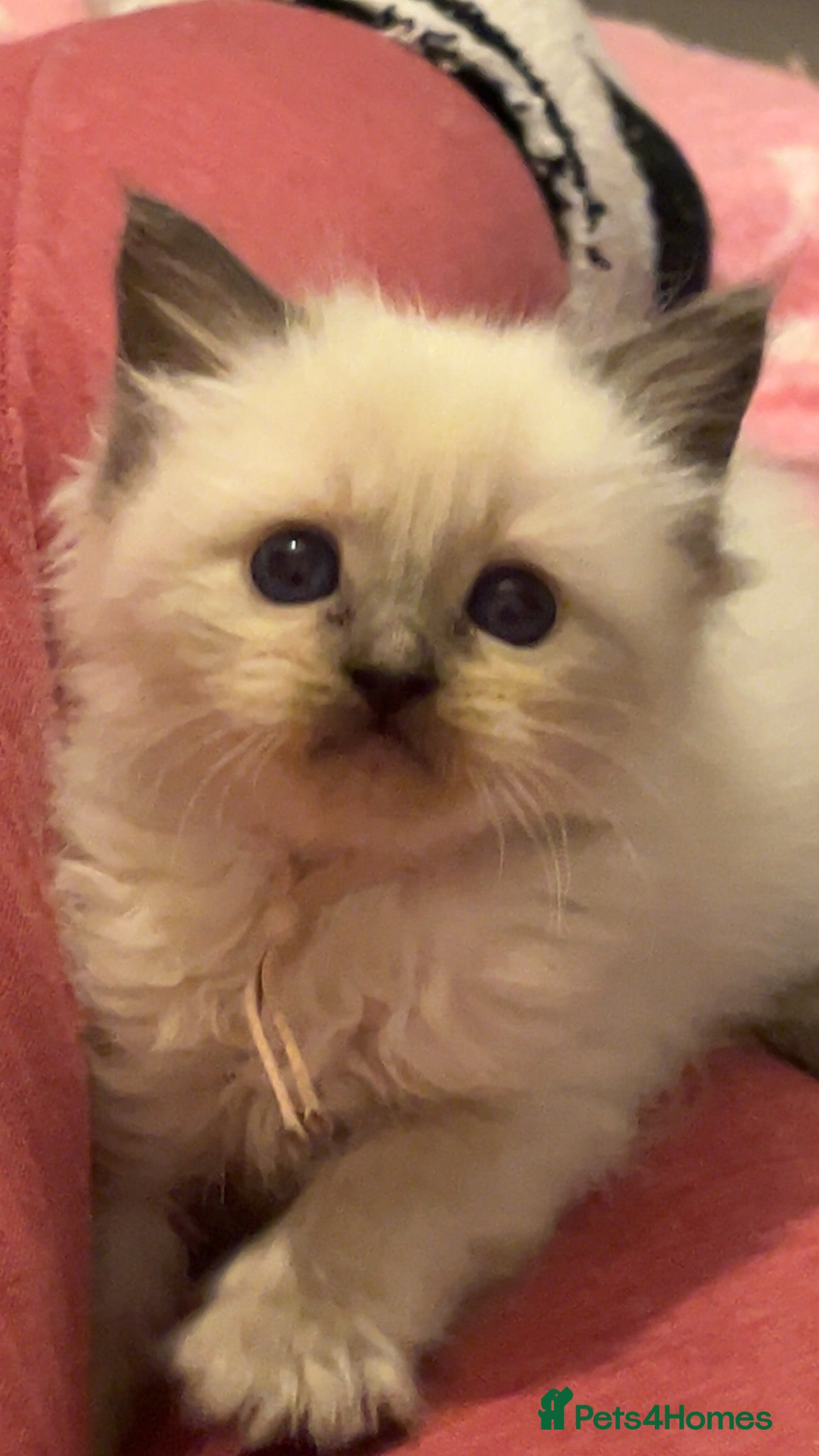 Ragdoll cats Blue colourpoint female kitten - Advert 2