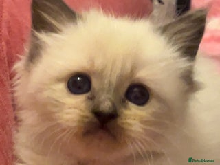 Ragdoll cats Blue colourpoint female kitten - Advert 10
