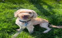 Labradoodle dogs for adoption: Betty * Labradoodle * 240804 - Image 1