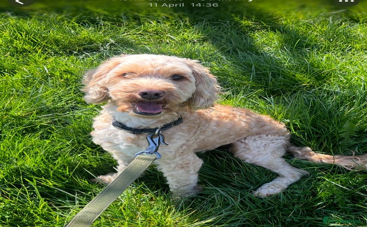 Labradoodle dogs - Advert 1
