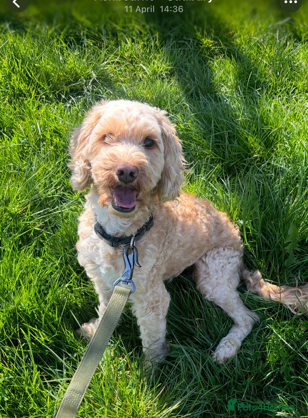 Labradoodle dogs for adoption: Betty * Labradoodle * 240804 - Image 1