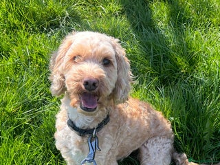 Labradoodle dogs - Advert 6