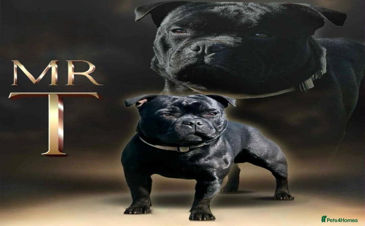 Staffordshire Bull Terrier dogs - Advert 3