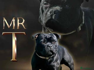 Staffordshire Bull Terrier dogs The one, the only.....Mr 'T' (Blue🧬) - Advert 4