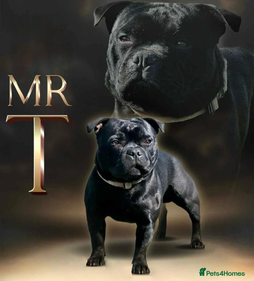 Staffordshire Bull Terrier dogs for stud: Mr 'T' *Champion Sired* (Blue🧬) - Advert 1