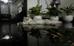Persian cats for sale: 2 year old male Persian doll face chinchilla  - Image 4