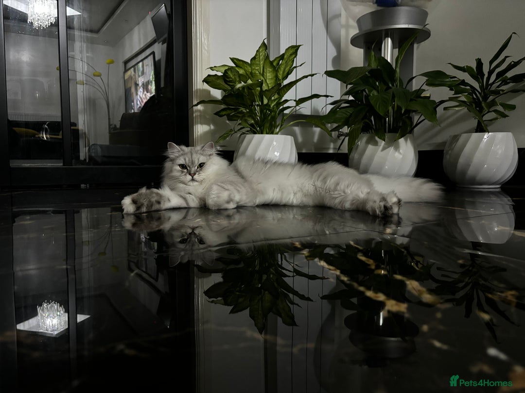 Persian cats for sale: 2 year old male Persian doll face chinchilla  - Image 4