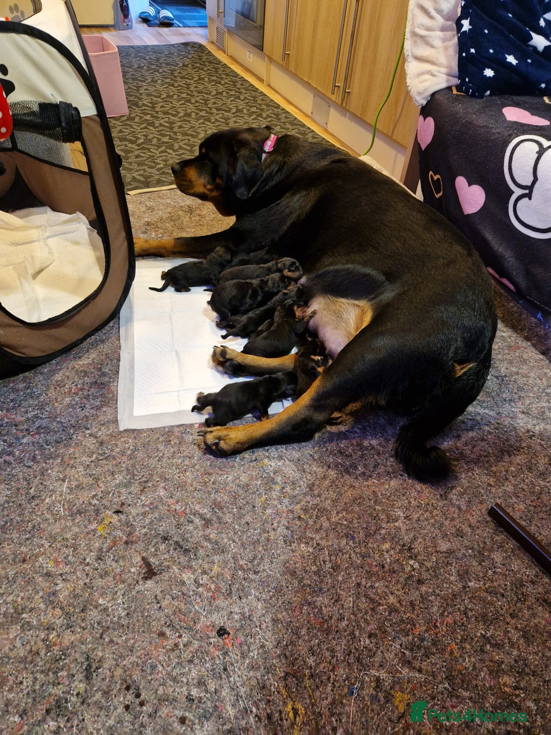 Rottweiler dogs for sale: Rottwailer - Advert 1