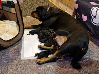 Rottweiler dogs Rottwailer - Advert 15