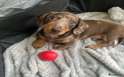 Miniature Dachshund dogs for sale: Lovely Miniature Dachshund Puppy - Image 2