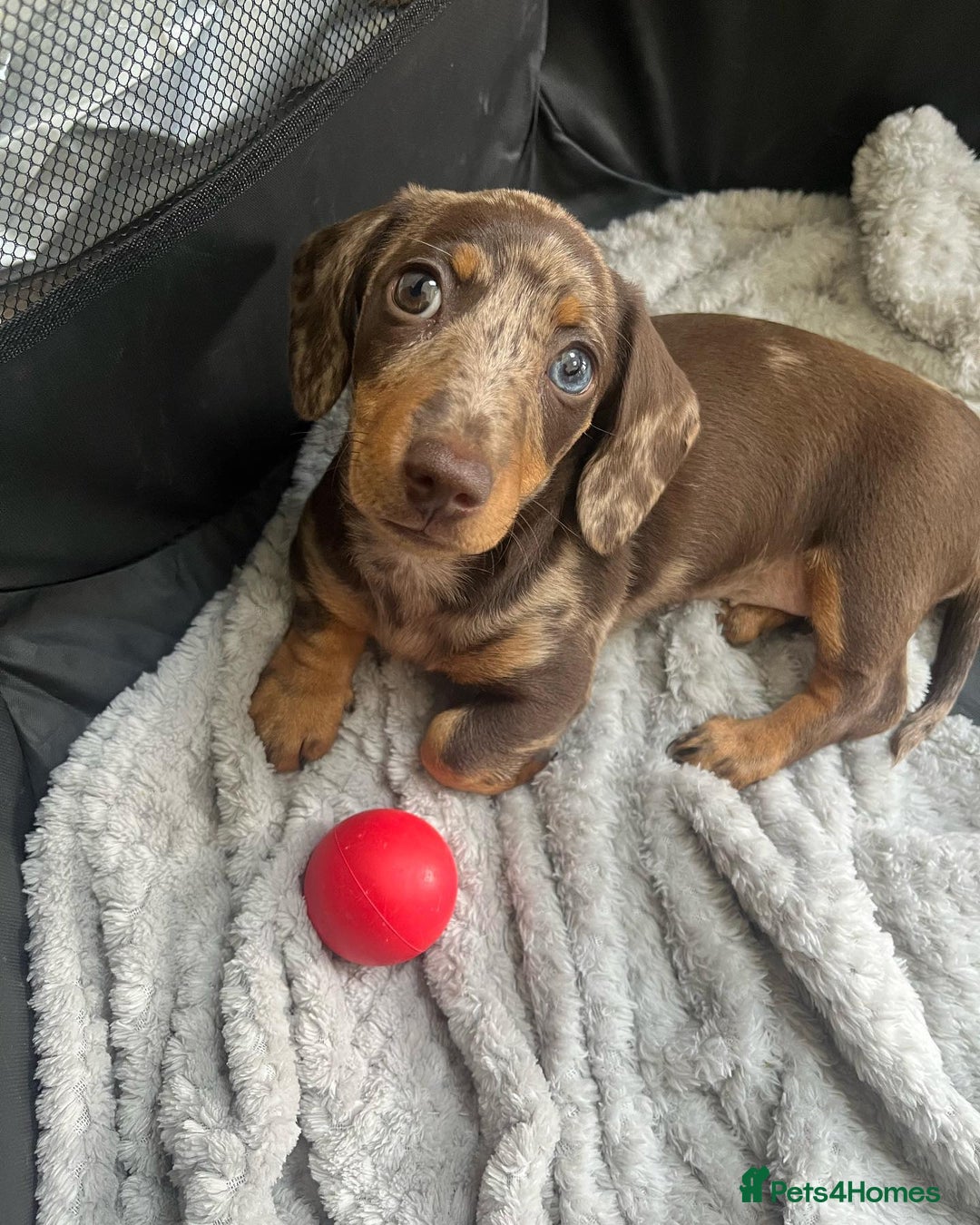Miniature Dachshund dogs for sale: Lovely Miniature Dachshund Puppy - Image 2