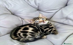 Bengal cats for sale: 🐾Gorgeous Pure Bengals Ready Now🐾 - Image 16