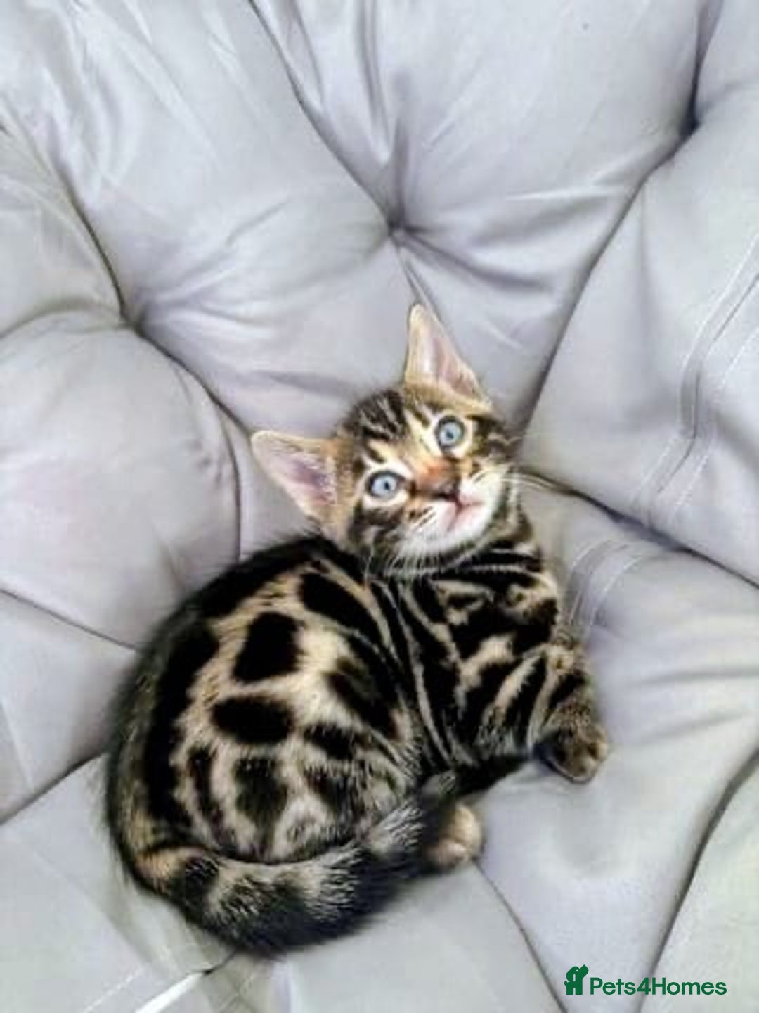 Bengal cats for sale: 🐾Gorgeous Pure Bengals Ready Now🐾 - Image 16
