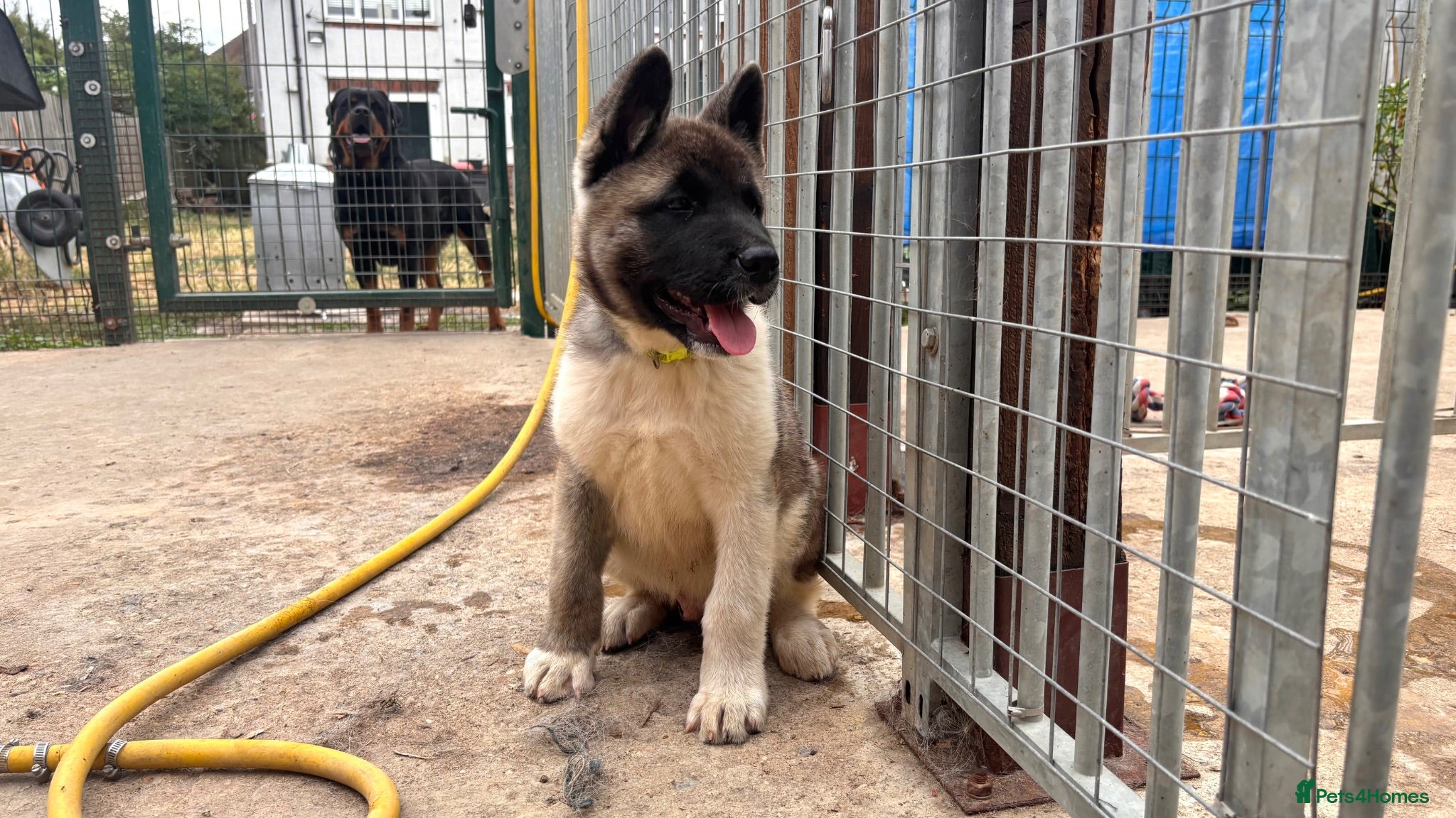 Akita dogs KC Reg American Akita puppies - Advert 1