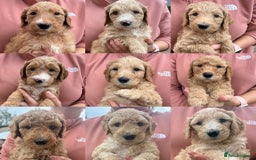 Goldendoodle dogs for sale: 🐶🐾🐶AUSTRALIAN DOUBLE DOODLE PUPPIES🐶🐾🐶 - Image 1