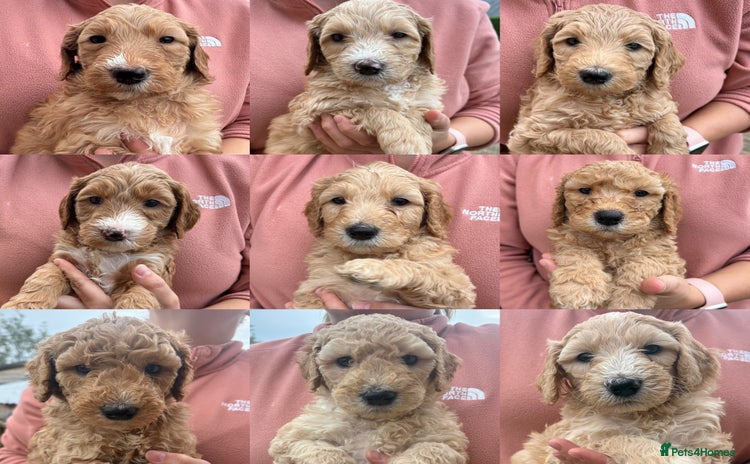 Goldendoodle dogs - Advert 2