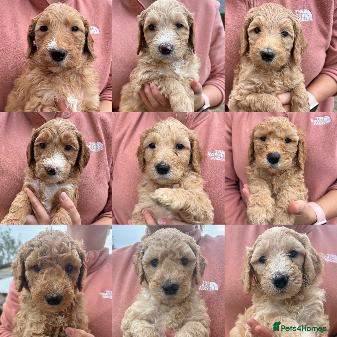 Goldendoodle dogs for sale: 🐶🐾🐶AUSTRALIAN DOUBLE DOODLE PUPPIES🐶🐾🐶 - Image 1