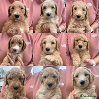 Goldendoodle dogs - Advert 10