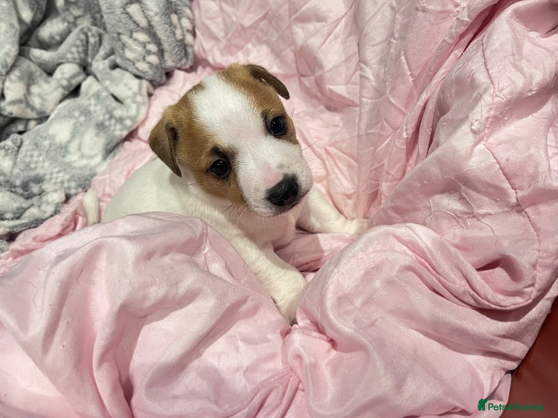 Jack Russell dogs Jack Russell  - Advert 2