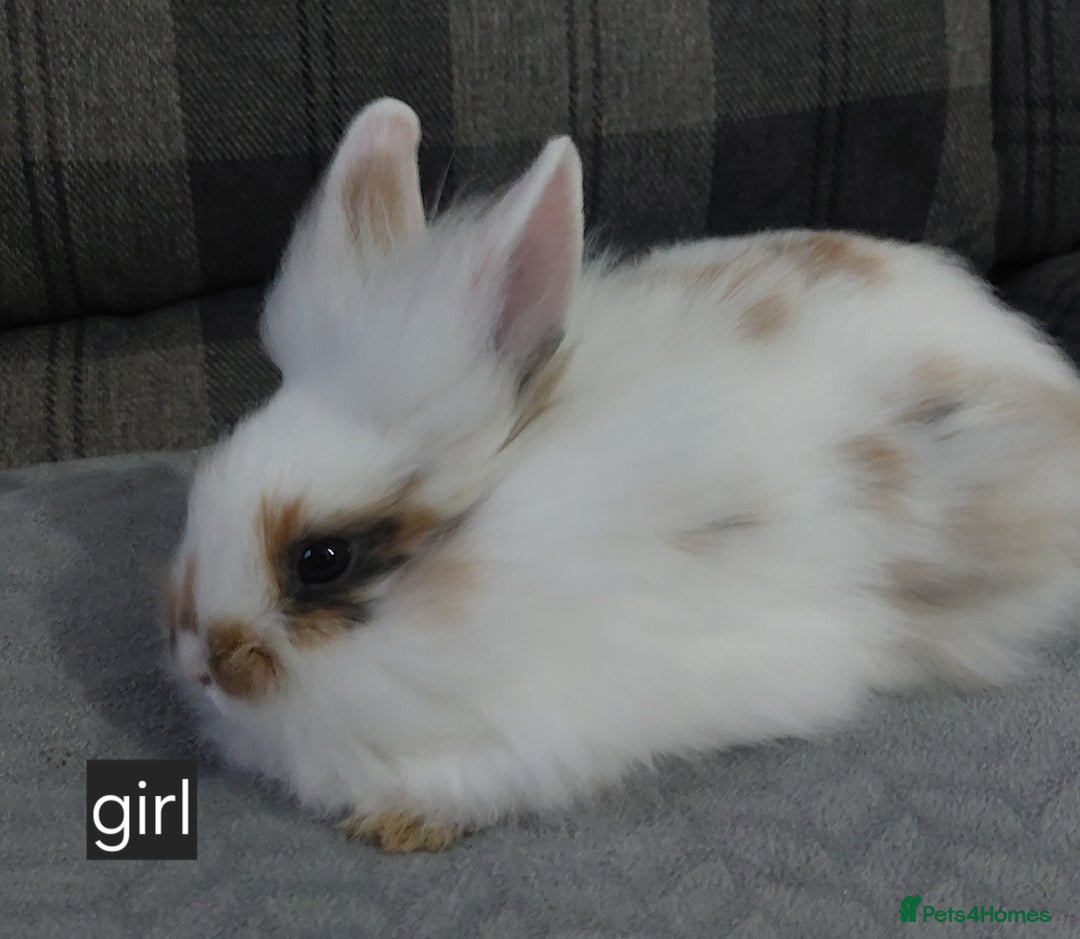Lionhead rabbits for sale: Lionshead x - Image 4