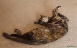 Mixed Breed cats for sale: Mixed breed kittens - Image 6