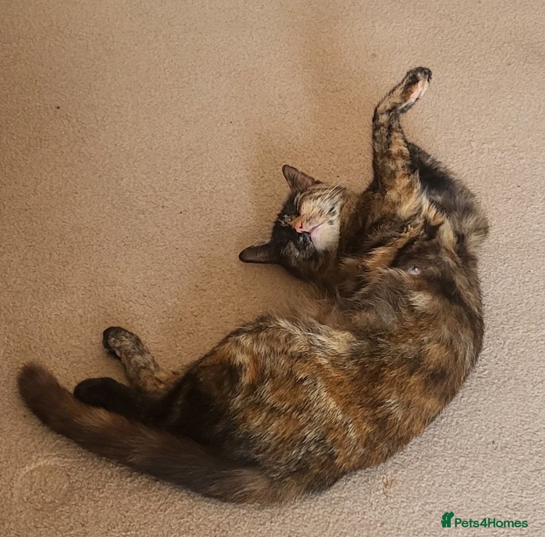 Mixed Breed cats for sale: Mixed breed kittens - Image 6