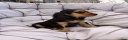 Cocker Spaniel dogs for sale: KC Reg show cocker Boy Ready Now ) 💙 - Advert 3