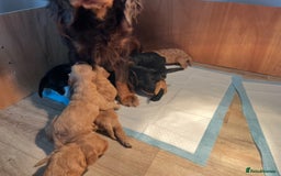 Cockapoo dogs for sale: 8 gorgeous Cockapoos  - Image 11