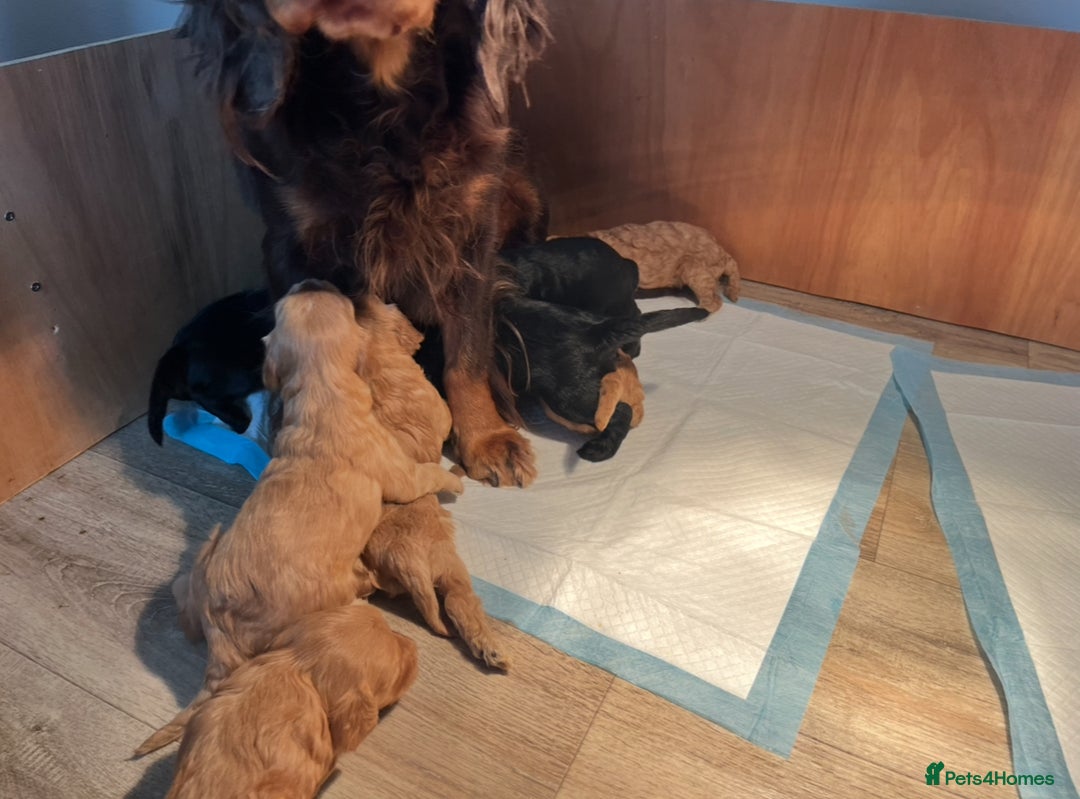 Cockapoo dogs for sale: 8 gorgeous Cockapoos  - Image 11