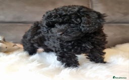 Cockapoo dogs for sale: Adorable best friend pups, sold fully vaccinated - Advert 9