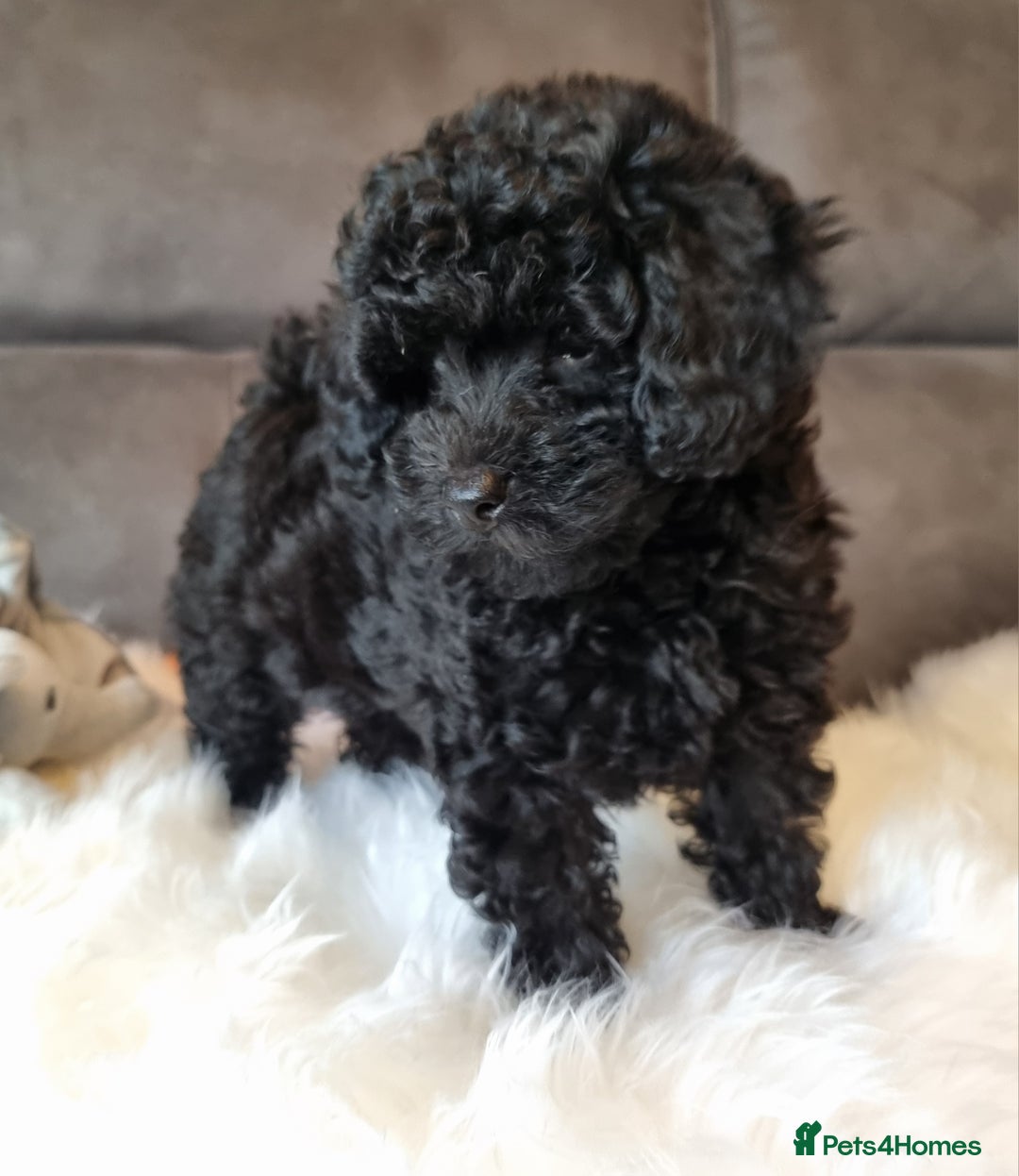 Cockapoo dogs for sale: Adorable best friend pups, sold fully vaccinated - Advert 9
