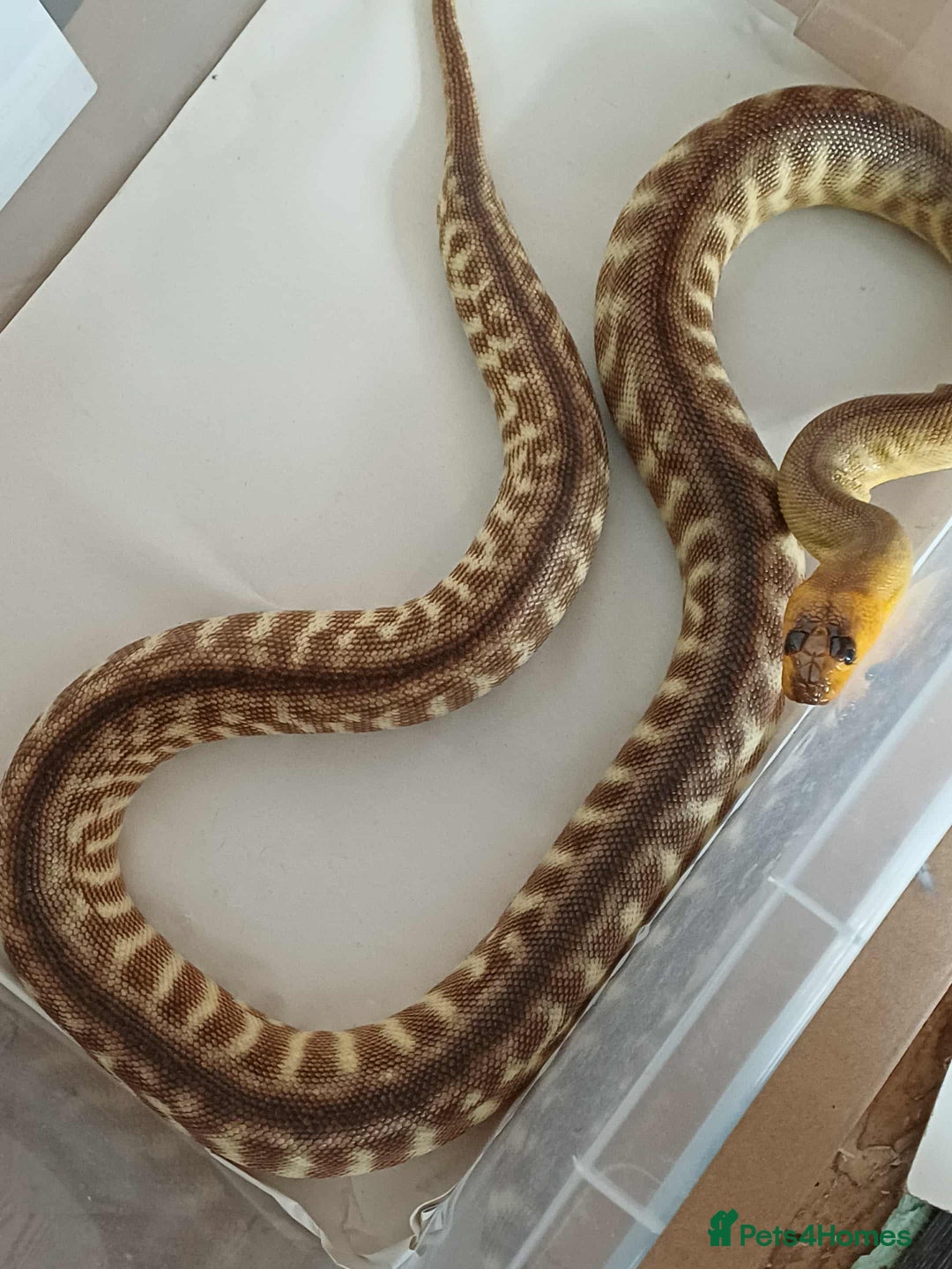 Python Snake reptiles for sale: 2023 FEMALE WORMA PYTHON FOR SALE  - Image 2